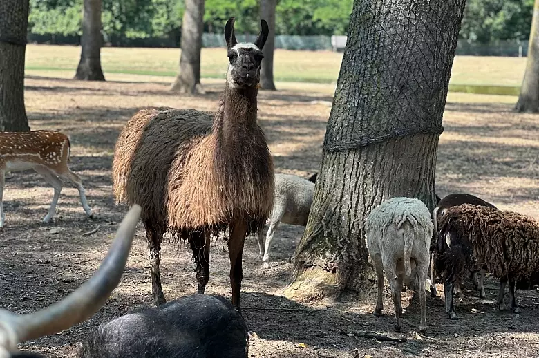 Elegance Languedoc - Location villa de luxe - Provence / Cote d Azur / Mediterran. - ChicVillas - 36